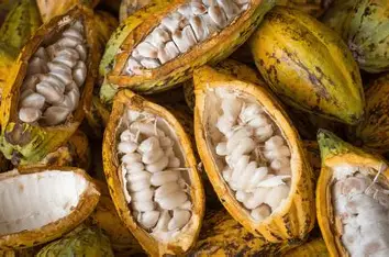 cacao