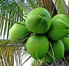 cocotier