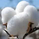 coton