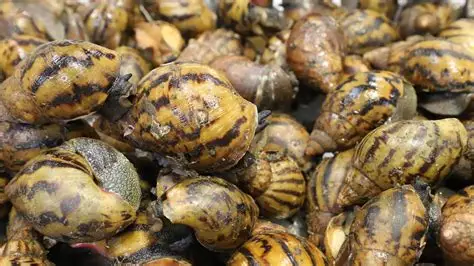 escargot