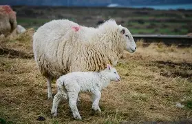 mouton