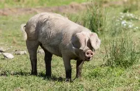 Porc